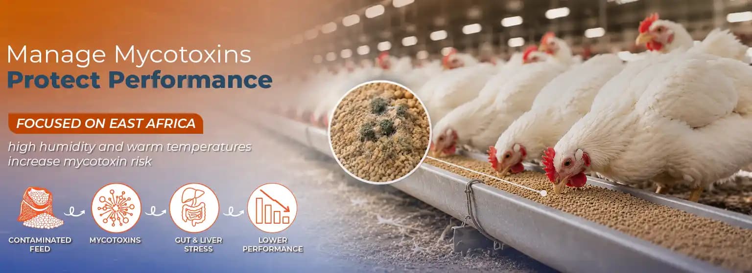 Mycotoxins in Poultry: Hidden Gut and Health Challenges During East Africa’s Rainy Season