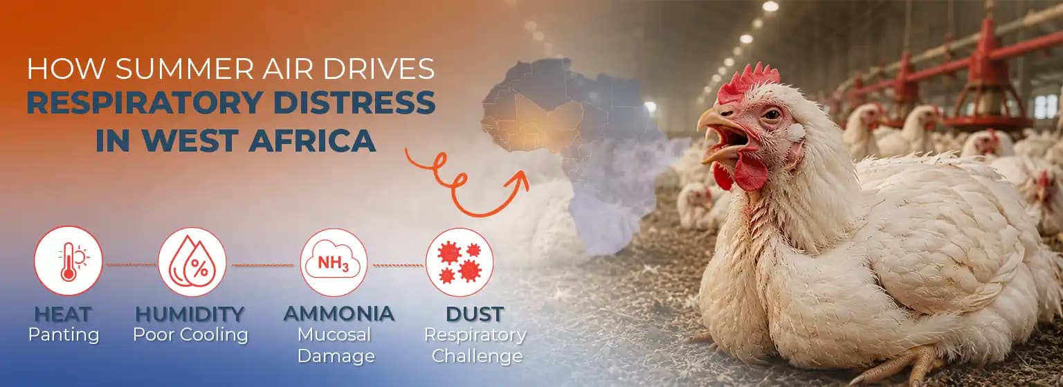 Respiratory Disease in Chickens: How Heat and Humidity Affect Poultry Performance in West Africa