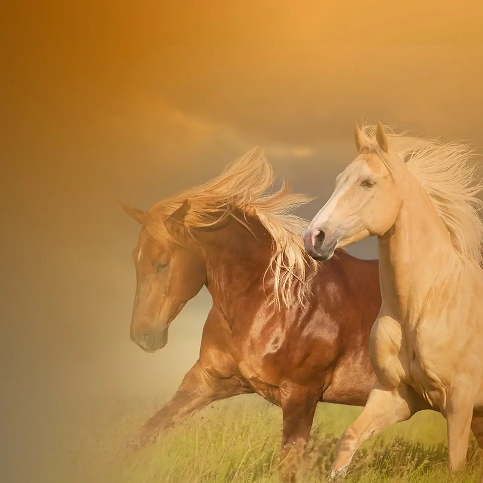 Two powerful horses running freely, ADEMIXVET supplements for equine vitality and stamina