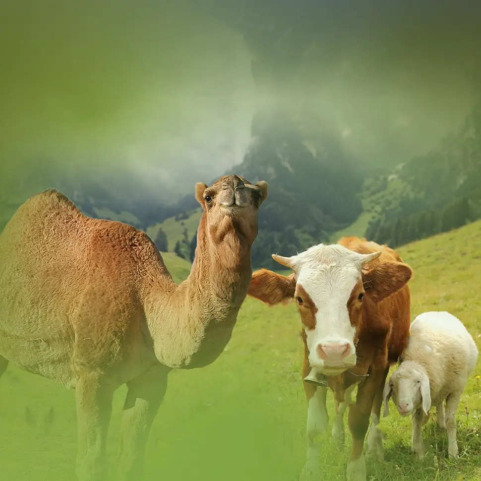 Camel, calf, and lamb in a pasture, representing ADEMIXVET products for all ruminants
