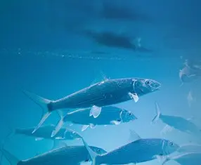 Fish swimming underwater in clear blue water, aquaculture feed supplements