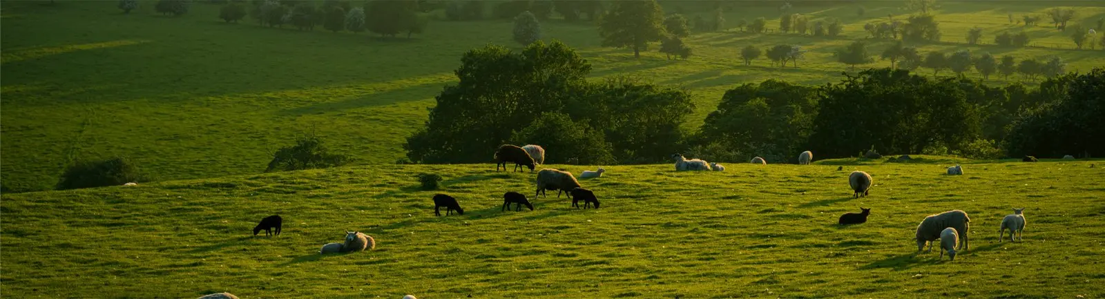 Herd of sheep (ewes and lambs) grazing in a green meadow, banner image for animal health products