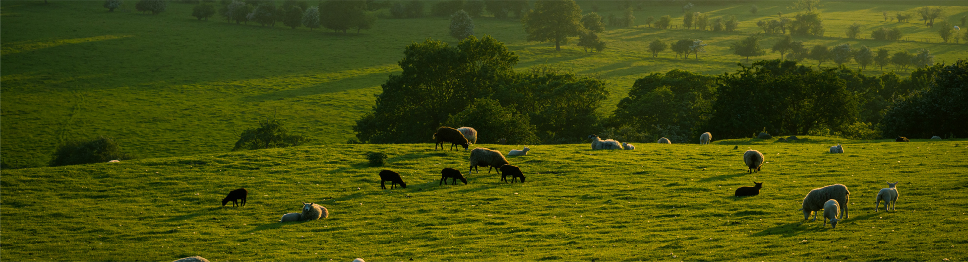 Herd of sheep (ewes and lambs) grazing in a green meadow, banner image for animal health products