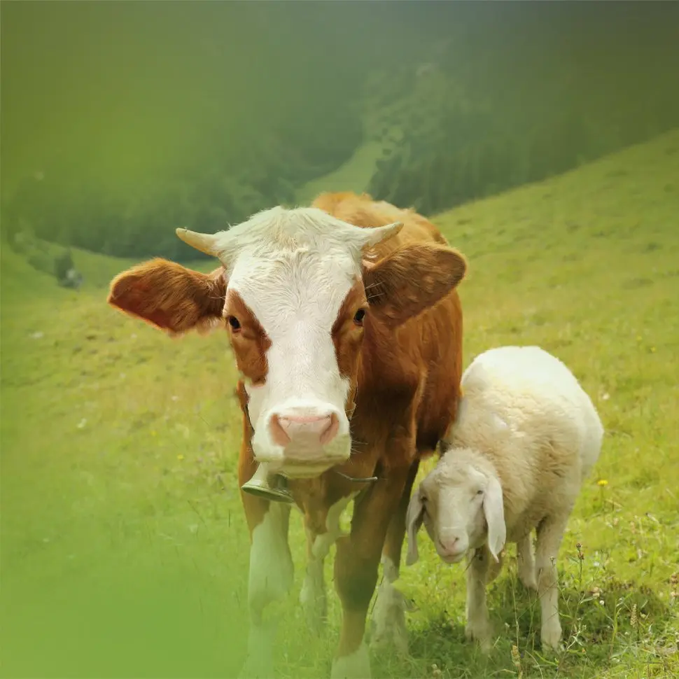 Calf and lamb standing together in a green pasture, representing ADEMIXVET ruminant products