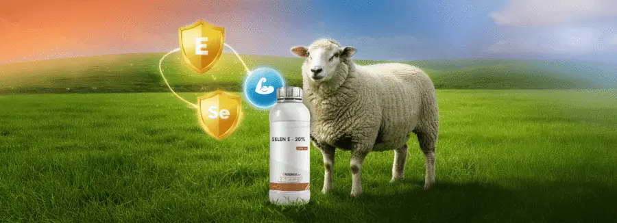 An image of the SELEN E-20% product with a sheep, showing its benefits for muscle and health support.