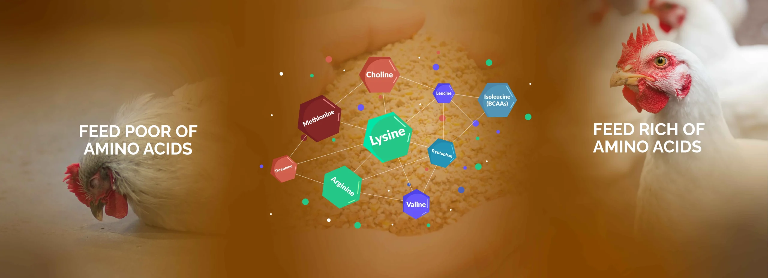 An image illustrating the difference between chickens fed a diet poor in amino acids versus a diet rich in them.