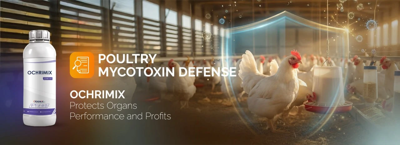 OCHRIMIX biological supplement for poultry mycotoxin defense and organ support.